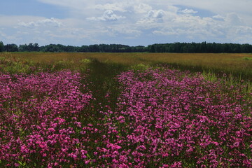 Blooming meadow with ragged-robin (Silene flos-cuculi) creating vivid pink paths through the grassland. Scenic summer landscape with forest horizon and cloudy sky