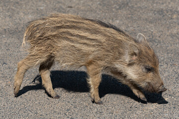 wild boar pig