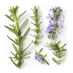 Obraz premium Fresh Rosemary
