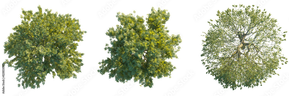 Sticker fraxinus excelsior tree top view, tree plan 4k png cutout