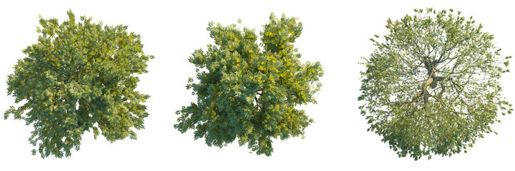Fraxinus excelsior tree top view, tree plan 4k png cutout