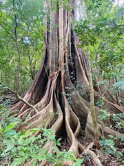 photo of a giant tree with a large trunk. The exposed roots are huge and form one of the prettiest lines. Photo of a tree in the middle of a tropical forest in Costa Rica
