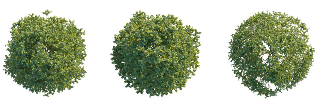 Fagus Sylvatica" Images  Browse 21,191 Stock Photos, Vectors, and Video |  Adobe Stock