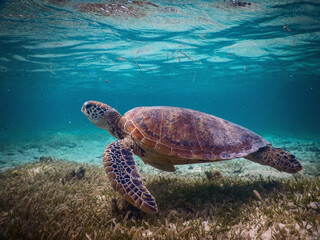 Obraz premium Tortue marine