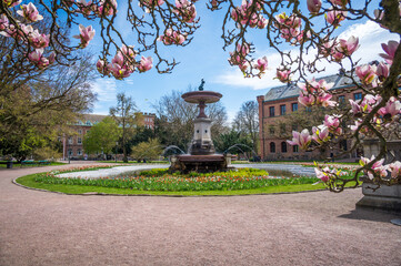 Universitetsplatsen in Lund Sweden with its fountain and magnolia flowers in full bloom © Michael Persson