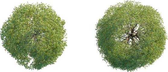 Acer pseudoplatanus tree top view, tree plan 4k png cutout © DH Tree Stock