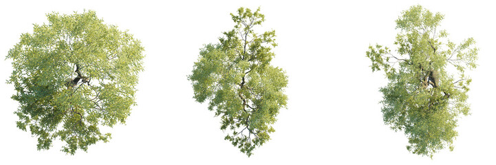 Salix babylonica tree top view, tree plan 4k png cutout © DH Tree Stock