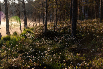 Cotton grass is a genus of sedges, they are common in northern hemisphere temperate swamps and tundra, wet forests, Eriophorum vaginatum, fog
