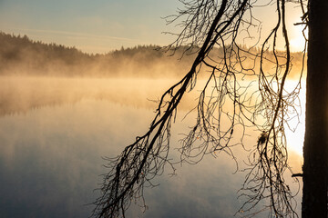 dark silhouettes of trees, branches in the backlight, swamp lake, fog background - Powered by Adobe
