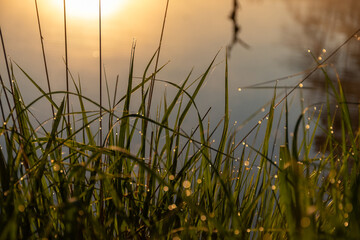 dark silhouettes of trees, branches in the backlight, swamp lake, fog background