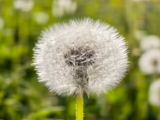 dandelion 