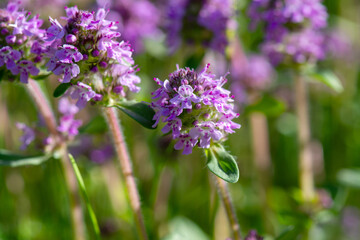 Obraz premium Thymus serpyllum, Breckland wild thyme, creeping thyme close-up, macro photo. Blossoming fragrant medicinal plant.