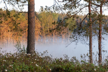 Ledum palustre, the plant is poisonous, evergreen, often common in mossy swamps and swampy pine forests, sunrise by a swamp lake, foggy background