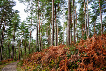 View in to pine woodland with a footpath