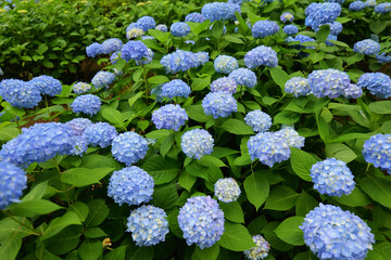 みなとみらいの山下公園に咲く紫陽花