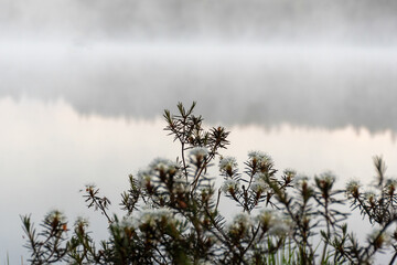 Ledum palustre, the plant is poisonous, evergreen, often common in mossy swamps and swampy pine forests, sunrise by a swamp lake, foggy background