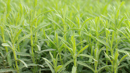 Close-up of young lavender plants growing in garden. Fresh green herbal texture representing organic growth, natural farming, and botanical background. © AnhNguyet