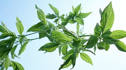 Obraz premium peppermint leaves UHD Wallpaper