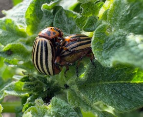 state potato beetle