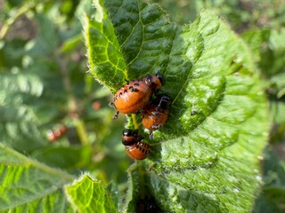 potato bug