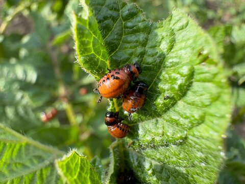 potato bug