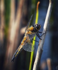 close up of a dragonfly