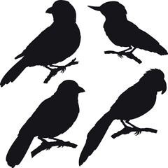Obraz premium Set of silhouettes of various birds types