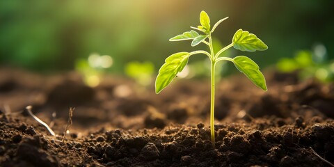 Understanding How Seedlings Grow in Soil: A Reflection of Agricultural Cultivation Methods and Farming Practices. Concept Agricultural Cultivation Methods, Farming Practices, Seedling Growth