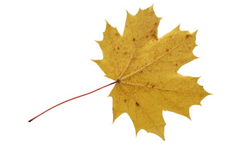 Maple leaf as an autumn symbol on an isolated white background