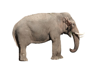 Obraz premium Asian elephant with tusks on isolated white background