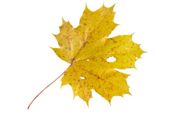 Maple leaf as an autumn symbol on an isolated white background