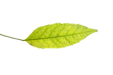 Fototapeta premium One birch leaf isolated on white background, top view