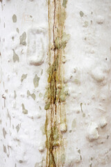 an abstract texture background of a plane tree (platan) bark with patterns