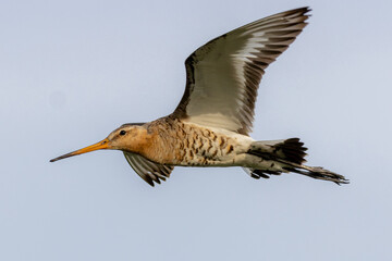 Blaik tailed Godwit