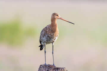 Blaik tailed Godwit