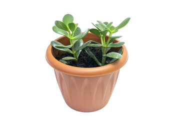 Succulent in a white pot isolated on a white background