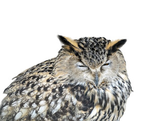 Spotted eagle owl in front of a white background