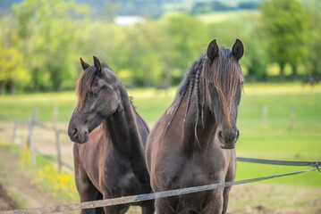Magnifique cheval de race frison dans un élevage 
