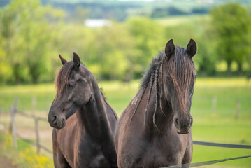 Obraz premium Magnifique cheval de race frison dans un élevage 