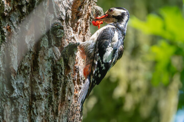 Great spotted woodpecker - Dendrocopos major by hollow with food in beak on tree. Photo from Park...