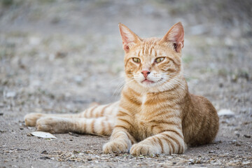 A cute orange tabby cat is lying on the ground