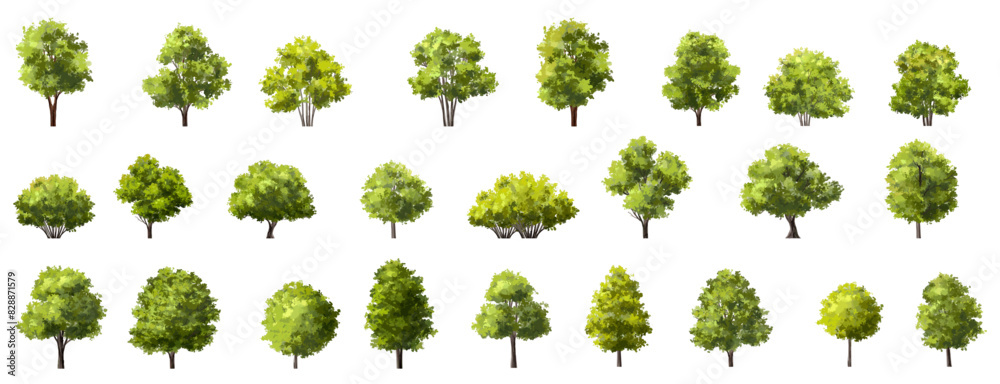 Wall mural vector watercolor of tree side view isolated on white background for landscape and architecture draw