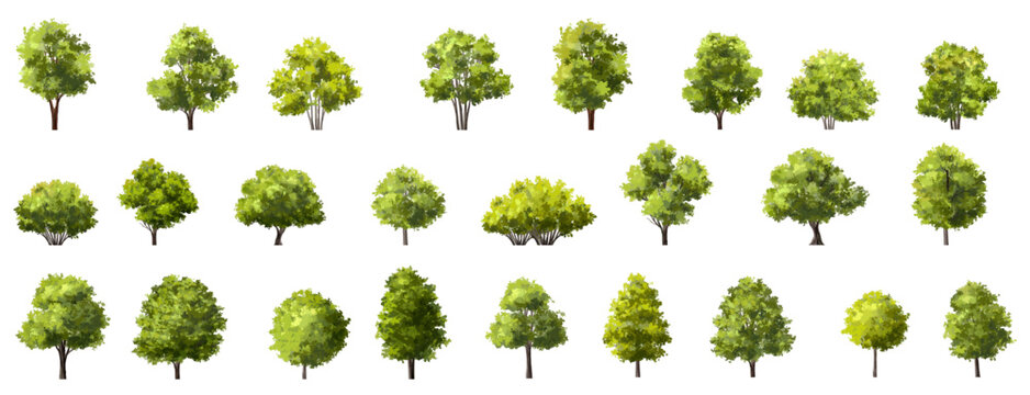 Vector watercolor of tree side view isolated on white background for landscape and architecture drawing, elements for environment and garden, painting botanical for section