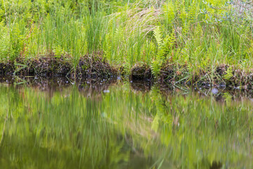 A beautiful little pond with aquatic plants.