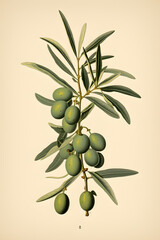 vintage style illustrated olive branch, olive branch illustration