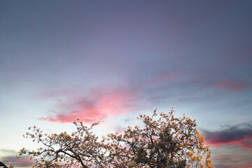 spectacular sunset and tree crowns. Cloudscape and sunset time