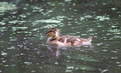 duckling in the water