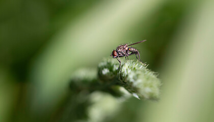 fly on leaf