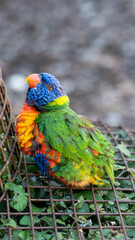 Chubby Rainbow Lorikeet chick smiling at the camera