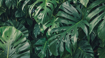 Green monstera leaves tropical background